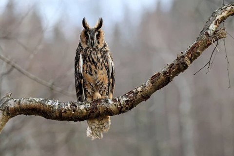 Long-eared owl (Asio otus), adult, on tree, perch, in winter, alert, Bohemian Forest, Czech