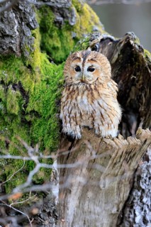 Tawny owl (Strix aluco), adult, perch, on tree, in winter, alert, Bohemian Forest, Czech Republic,