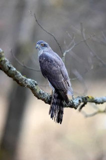 Hawk (Astur gentilis), adult, female, on tree, in winter, alert, Bohemian Forest, Czech Republic,