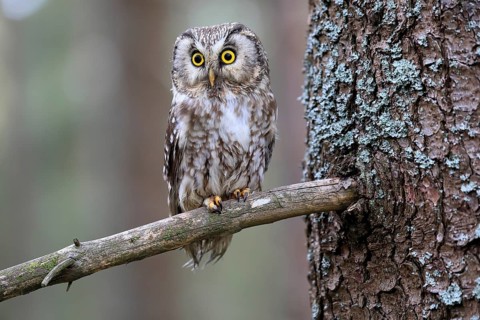 Roughfoot owl (Aegolius funereus), groufoot owl, adult, on tree, alert, in winter, Bohemian Forest,