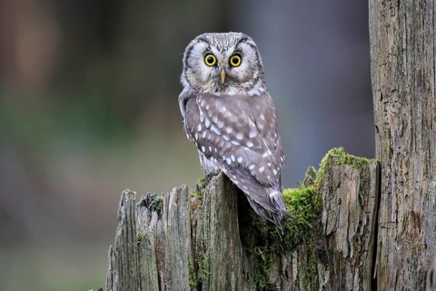 Roughfoot owl (Aegolius funereus), groufoot owl, adult, perch, tree trunk, alert, in winter,