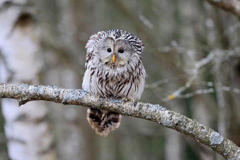Hawk owl (Strix uralensis), adult, in winter, on branch, alert, Bohemian Forest, Czech Republic,