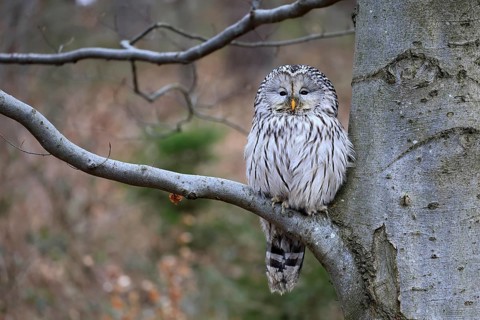 Hawk owl (Strix uralensis), adult, in winter, on tree, on tree trunk, Bohemian Forest, Czech