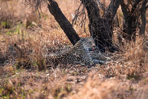 Leopard (Panthera pardus), female in dry grass, adult, Kruger National Park, South Africa
