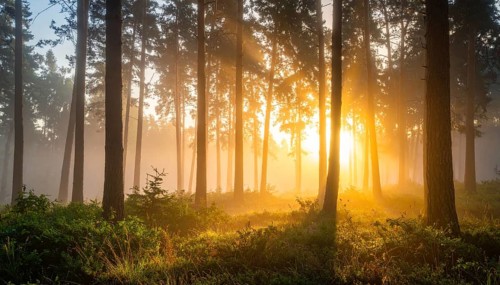 Sunlight streaming through a dense, misty forest, Fog covered forest in summer with mystic golden