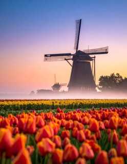 Fog covered landscape in sunrise with tulip fields and windmill in background, AI generated