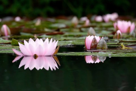 Picturesque water lily, summer, Germany