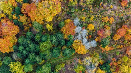 Autumn forest in the Black Forest. Drone photo of trees in colorful autumn leaves and conifers,