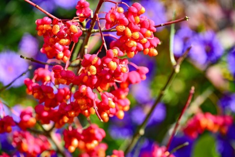 Common spindle bush (Euonymus europaeus), also European or common Pfaffenhütchen, Bavaria, Germany