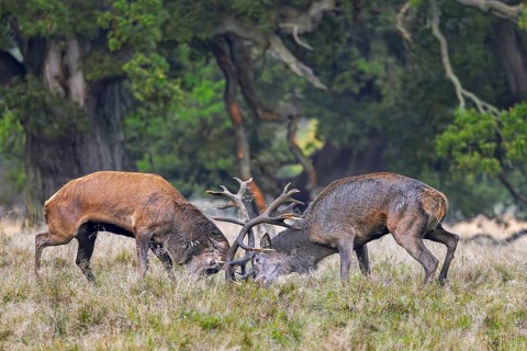 Two rutting red deer (Cervus elaphus) stags fighting by locking antlers during fierce mating battle