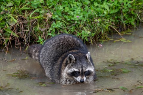 Common raccoon, North American racoon (Procyon lotor) washing food in water of pond, invasive