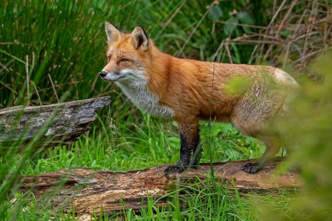 Red fox (Vulpes vulpes) hunting in grassland, meadow at edge of forest