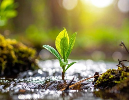 Beautiful spring detailed stream of fresh water, vibrant blooming young green plants, wallpaper