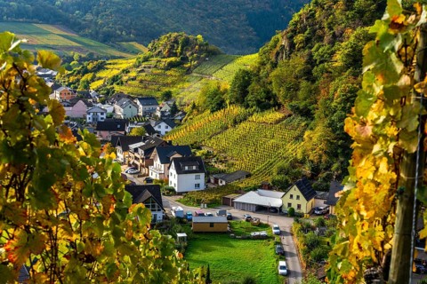 Vineyards in autumn in the middle Ahr Valley, near Mayschoß, Rhineland-Palatinate