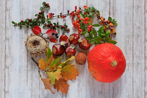 Autumn still life with pumpkin, sunflowers, chestnuts, October, Germany