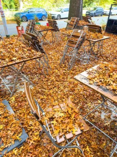 Autumn in town, car parked under deciduous tree, swamp oak, ground and vehicle covered with fallen