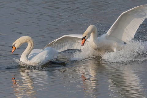 Swan chases rivals across a calm body of water. One of the swans squirts and brings life to the