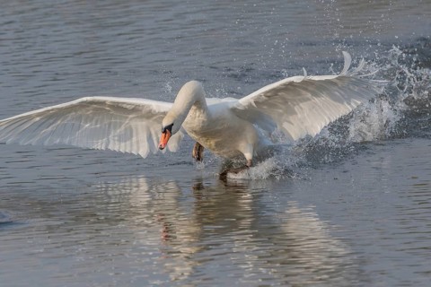 Majestic Swan Runs on Water on a Calm Water Surface The sun's rays illuminate the scene and create