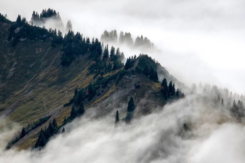 Ridge with conifers sticking out of fog, Allgäu Alps, near Oberstdorf, Oberallgäu, Allgäu, Bavaria,
