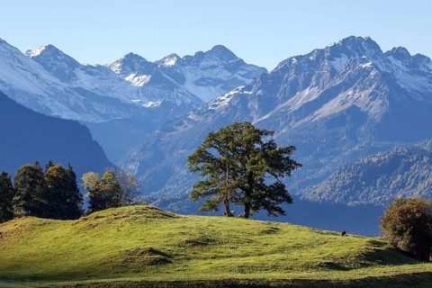 Group of trees with cattle, snow-covered mountains of the Allgäu Alps, near Schöllang, Oberallgäu,
