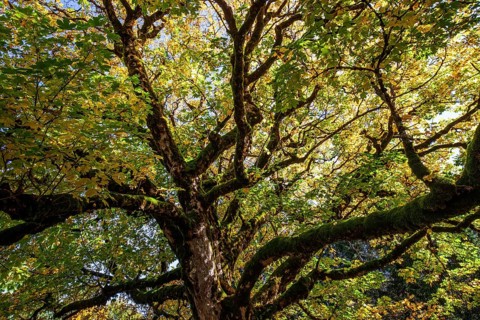 Sycamore tree in autumn colors, Hochleite, near Schwand, Oberstdorf, Oberallgäu, Allgäu, Bavaria,