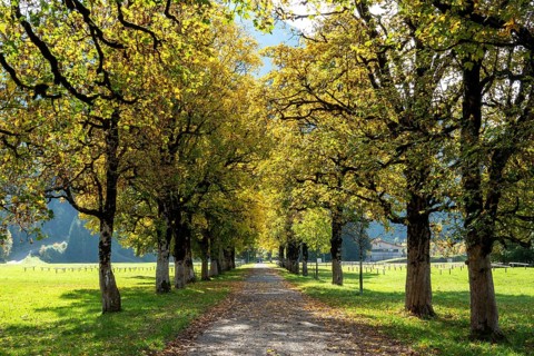 Autumn atmosphere, avenue with autumn-colored sycamore trees, near Renksteg, Oberstdorf,
