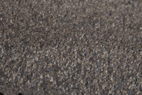 Red Knot (Calidris canutus) adult wading birds at high tide on a coastal shingle ridge, RSPB