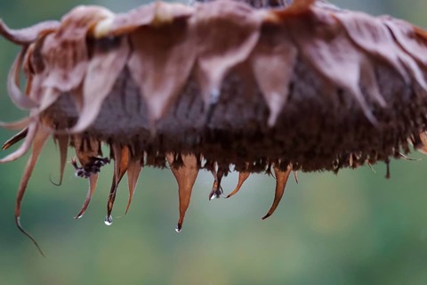 Sunflower with raindrops, rainy weather, Germany