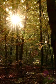 Trees in forest with autumn sun, October, Germany
