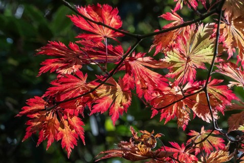 Adenhut leaf maple (Acer japonicum aconitifolium), autumn leaves, Emsland, Lower Saxony, Germany