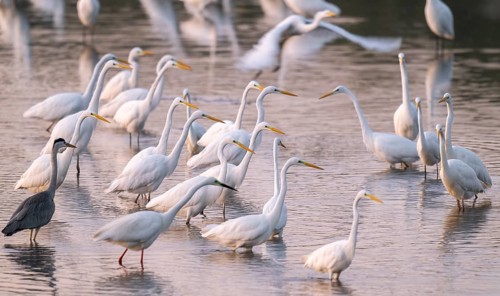 Great egret (Ardea alba), many herons and a gray heron (Ardea cinerea) stand in the shallow water