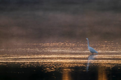 Great egret (Ardea alba) stands in warm, orange morning light in the shallow water zone of a lake,