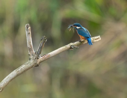 Kingfisher (Alcedo atthis) sitting on a branch, sitting room, with captured prey frog (Rana) in its