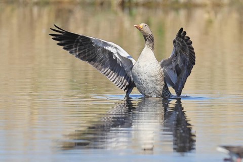 Greylag goose (Anser anser), flapping its wings on a pond, Wagbachniederung nature reserve,
