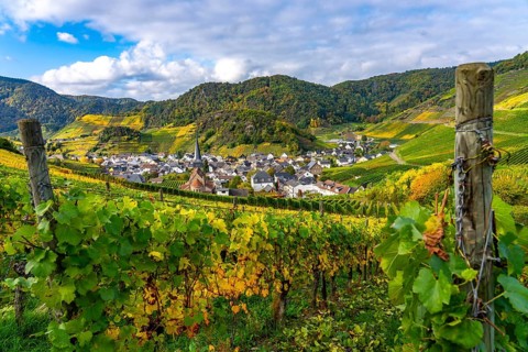 Vineyards in autumn in the central Ahr valley, near Mayschoß, Rhineland-Palatinate