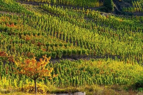 Vineyards in autumn in the central Ahr valley, near Altenahr, Rhineland-Palatinate