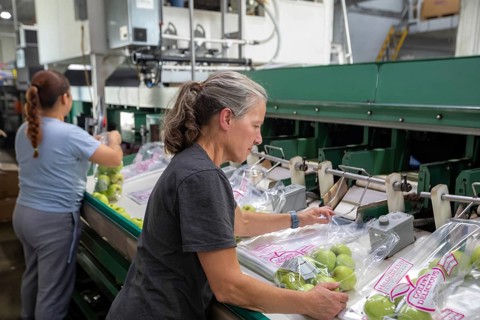 Berrien Springs, Michigan - Fresh apples are sorted and packed at Hildebrand Fruit Farms. Michigan