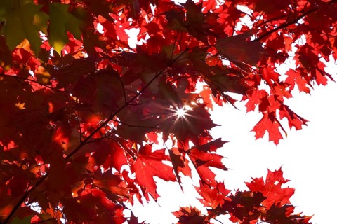 Autumn sun shining through the leaves of a maple tree, October, Germany