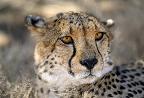 Cheetah (Acinonyx jubatus) at the Field Conservation Centre and Reserve of the Cheetah Conservation