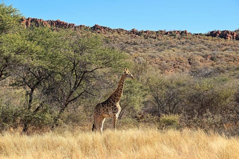 Angola giraffe (Giraffa camelopardalis angolensis) at the foot of the Waterberg, Otjozondjupa