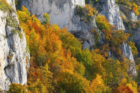 Rock face with mixed forest in autumn colours, limestone rock, autumn, Schaufelsen Donautal,