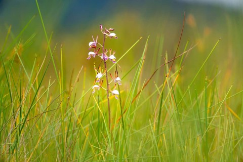 Orchid (Eulophia angolensis Rchb.f. Summerh.) in Mabamba Swamp, Lake Victoria, Uganda