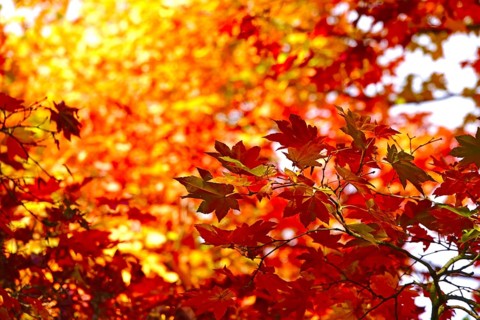 Golden October, autumn leaves, Germany