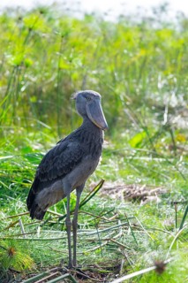 Shoebill (Balaeniceps rex) in the swamps of Mabamba between Papyrus, Lake Victoria, Uganda