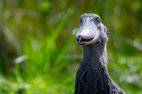 Funny animal portrait, shoebill (Balaeniceps rex) in the swamps of Mabamba, Lake Victoria, Uganda