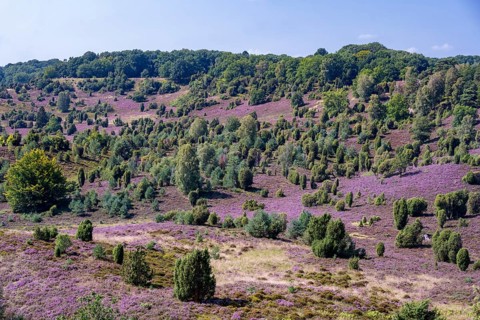 Purple flowering heath, broom heather and juniper bushes, in Totengrund, Wilsede, Lüneburg Heath