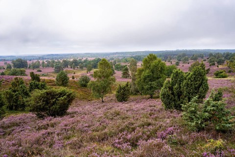 Purple flowering heath, broom heather and juniper bushes, Wilseder Berg, Lüneburg Heath nature