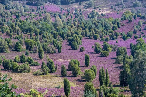 Purple flowering heath, broom heather and juniper bushes, in Totengrund, Wilsede Lüneburg Heath