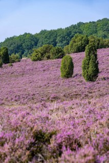 Purple flowering heath, broom heather and juniper bushes, in Totengrund, Wilsede Lüneburg Heath