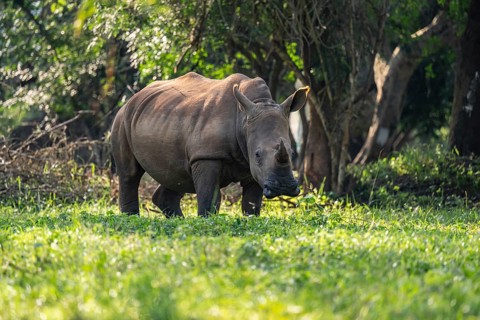 Southern white rhinoceros (Ceratotherium simum simum), Ziwa Rhino Sanctuary, Uganda